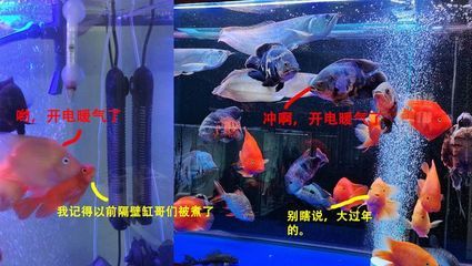 養金龍魚開燈一天幾個小時：養金龍魚開燈一天最佳時間為8-12小時