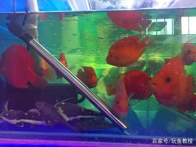 養金龍魚開燈一天幾個小時：養金龍魚開燈一天最佳時間為8-12小時