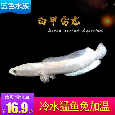 白化雷龍魚能長多大（如何提高雷龍魚生長速度,白化雷龍魚最佳飼養環境）