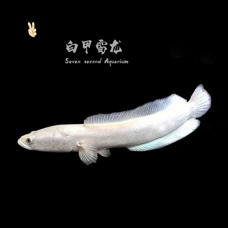 白化雷龍魚能長多大（如何提高雷龍魚生長速度,白化雷龍魚最佳飼養環境）