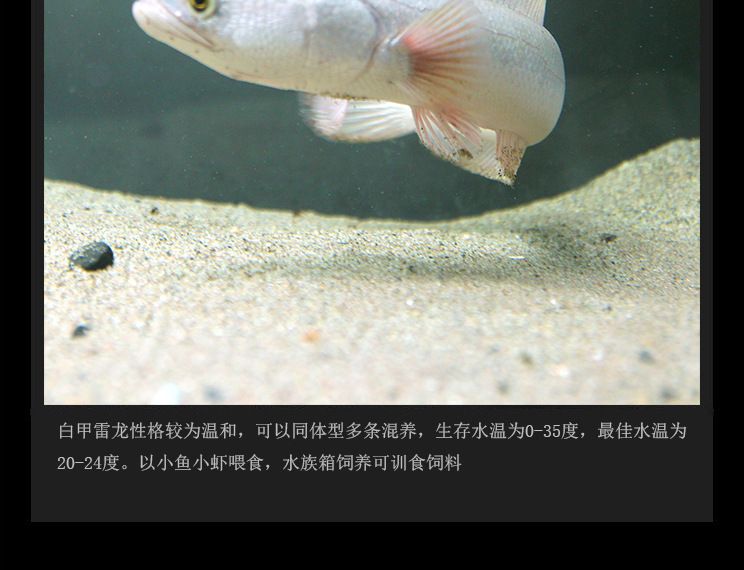 白化雷龍魚能長多大（如何提高雷龍魚生長速度,白化雷龍魚最佳飼養環境）