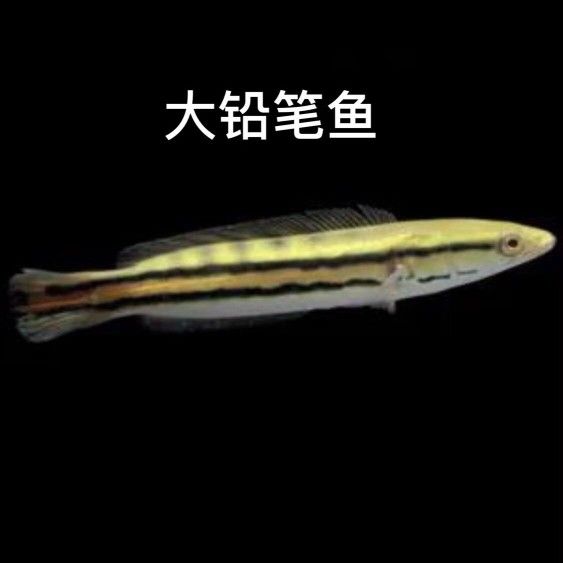 白化雷龍魚能長多大（如何提高雷龍魚生長速度,白化雷龍魚最佳飼養環境）