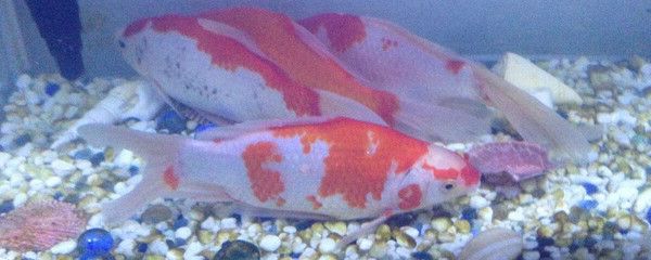 錦鯉龍魚沒鱗：\"錦鯉龍魚沒鱗\"