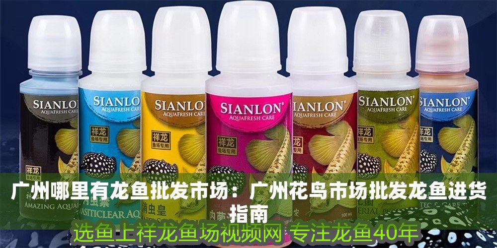 廣州哪里有龍魚批發市場：廣州花鳥市場批發龍魚進貨指南