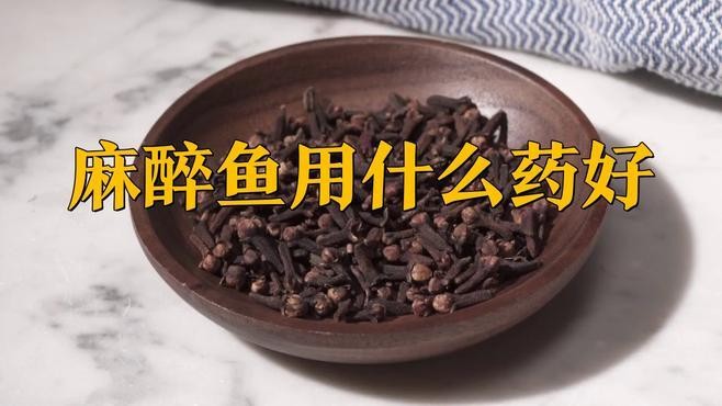 龍魚怎么麻醉最好