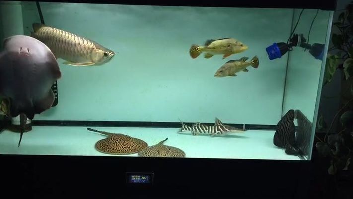 金龍魚混養（金龍魚混養的詳細指南） 金龍魚混養（金龍魚混養的詳細指南） 龍魚百科 第1張