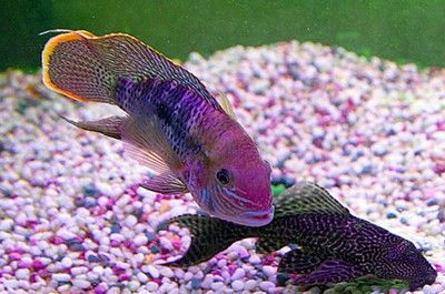 龍魚水溫低于幾度會死亡 龍魚水溫低于幾度會死亡 龍魚百科