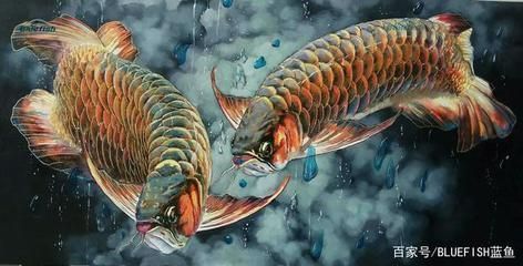 龍魚發(fā)源地：龍魚發(fā)源地主要包括亞洲、南美洲和澳大利亞等地 龍魚發(fā)源地：龍魚發(fā)源地主要包括亞洲、南美洲和澳大利亞等地 龍魚百科 第2張