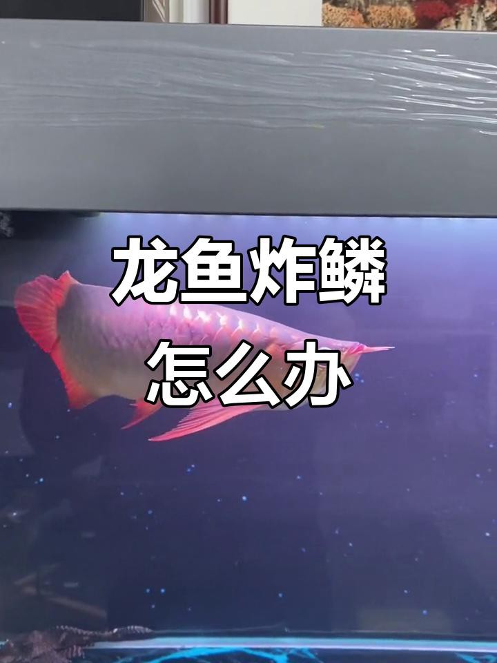 有哪些龍魚炸鱗特效藥？