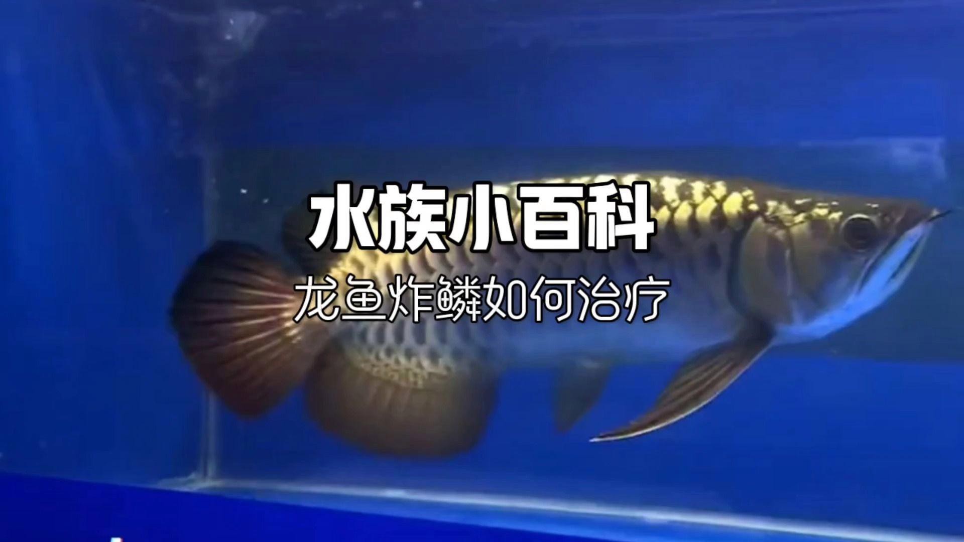 有哪些龍魚炸鱗特效藥？