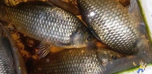 龍魚(yú)魚(yú)食制作過(guò)程：自制龍魚(yú)飼料營(yíng)養(yǎng)成分詳解 龍魚(yú)魚(yú)食制作過(guò)程：自制龍魚(yú)飼料營(yíng)養(yǎng)成分詳解 龍魚(yú)百科 第3張