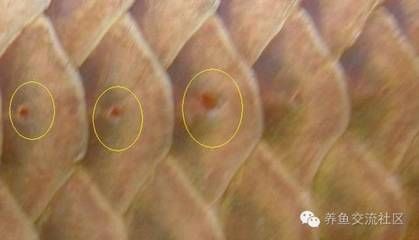 龍魚鱗片上生白點 老水泡怎么辦用什么藥：龍魚鱗片上出現(xiàn)白點和老水泡可能是由不同的原因引起的