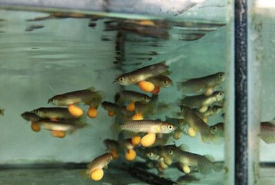 龍魚的喂養的最佳實踐：如何為龍魚選擇合適的食物 龍魚的喂養的最佳實踐：如何為龍魚選擇合適的食物 龍魚百科 第1張