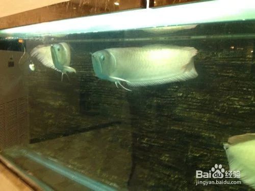 龍魚的飼養與鑒賞作文三年級上冊語文：龍魚的飼養與鑒賞