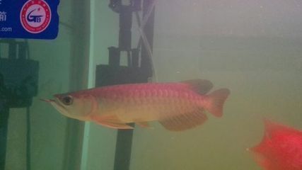 龍魚幼苗一只多少錢（龍魚幼苗價格因地區、品種和購買渠道的不同而有所差異）