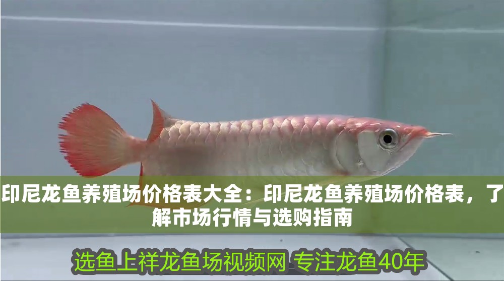 印尼龍魚養(yǎng)殖場價格表大全：印尼龍魚養(yǎng)殖場價格表，了解市場行情與選購指南