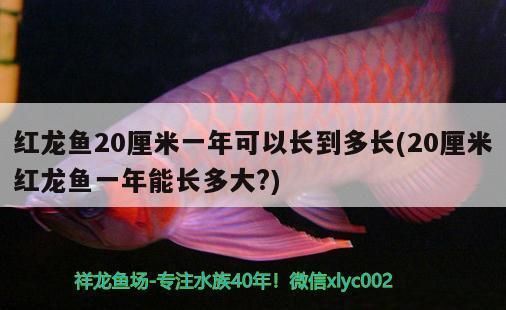 紅龍魚20厘米一年可以長到多長：如何判斷紅龍魚生長速度 紅龍魚20厘米一年可以長到多長：如何判斷紅龍魚生長速度 龍魚百科 第2張