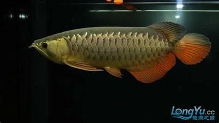 極品紅金龍魚值多少錢（極品品紅金龍魚的價格）