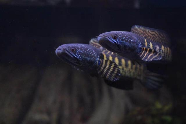 潮州市楓溪區(qū)禮忠水族館（潮州市楓溪區(qū)禮忠水族館地址）