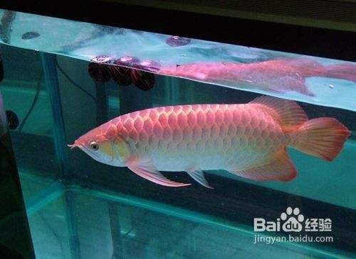 紅龍魚不吃食怎么解決：如何解決紅龍魚不吃食的問題