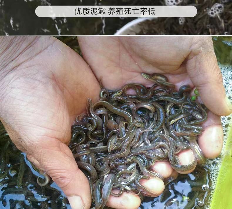 龍魚(yú)喂什么魚(yú)肉好一點(diǎn) 龍魚(yú)喂什么魚(yú)肉好一點(diǎn) 龍魚(yú)百科 第3張