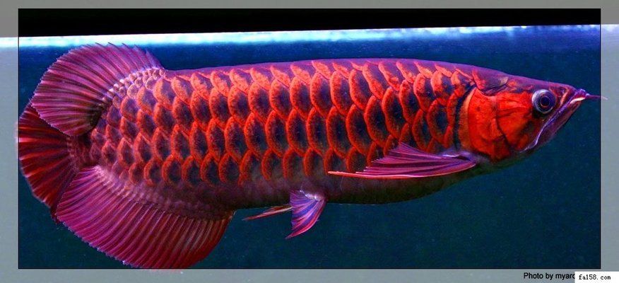 紅龍魚在港澳臺地區(qū)的社會地位：紅龍魚在港澳臺地區(qū)的社會地位如何？