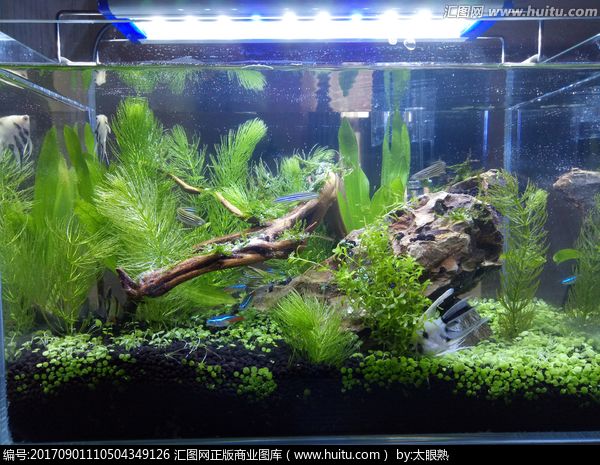 魚缸圖片 效果圖高清，客廳財位擺放魚缸指南