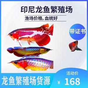 龍魚魚苗哪里批發便宜些：龍魚魚苗批發便宜