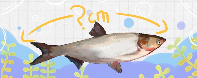 我的虎魚真菌感染了要怎么處理 鰱魚能長多大能活多少年 全國水族館企業名錄 鰱魚能長多大能活多少年 鰱魚能長多大能活多少年 全國水族館企業名錄
