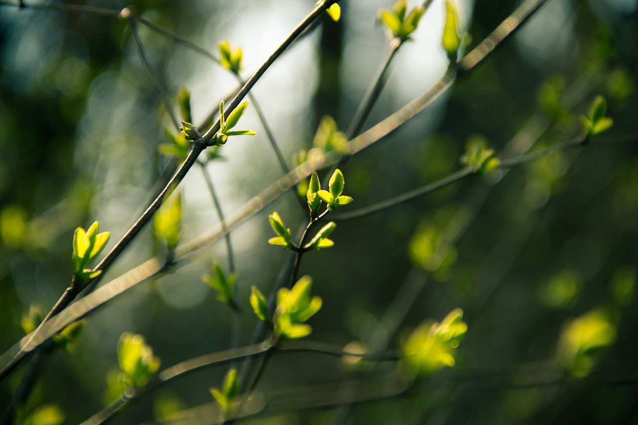 遜克縣花香鳥語(yǔ)生態(tài)植物園（遜克縣花香鳥語(yǔ)生態(tài)植物園在哪里）