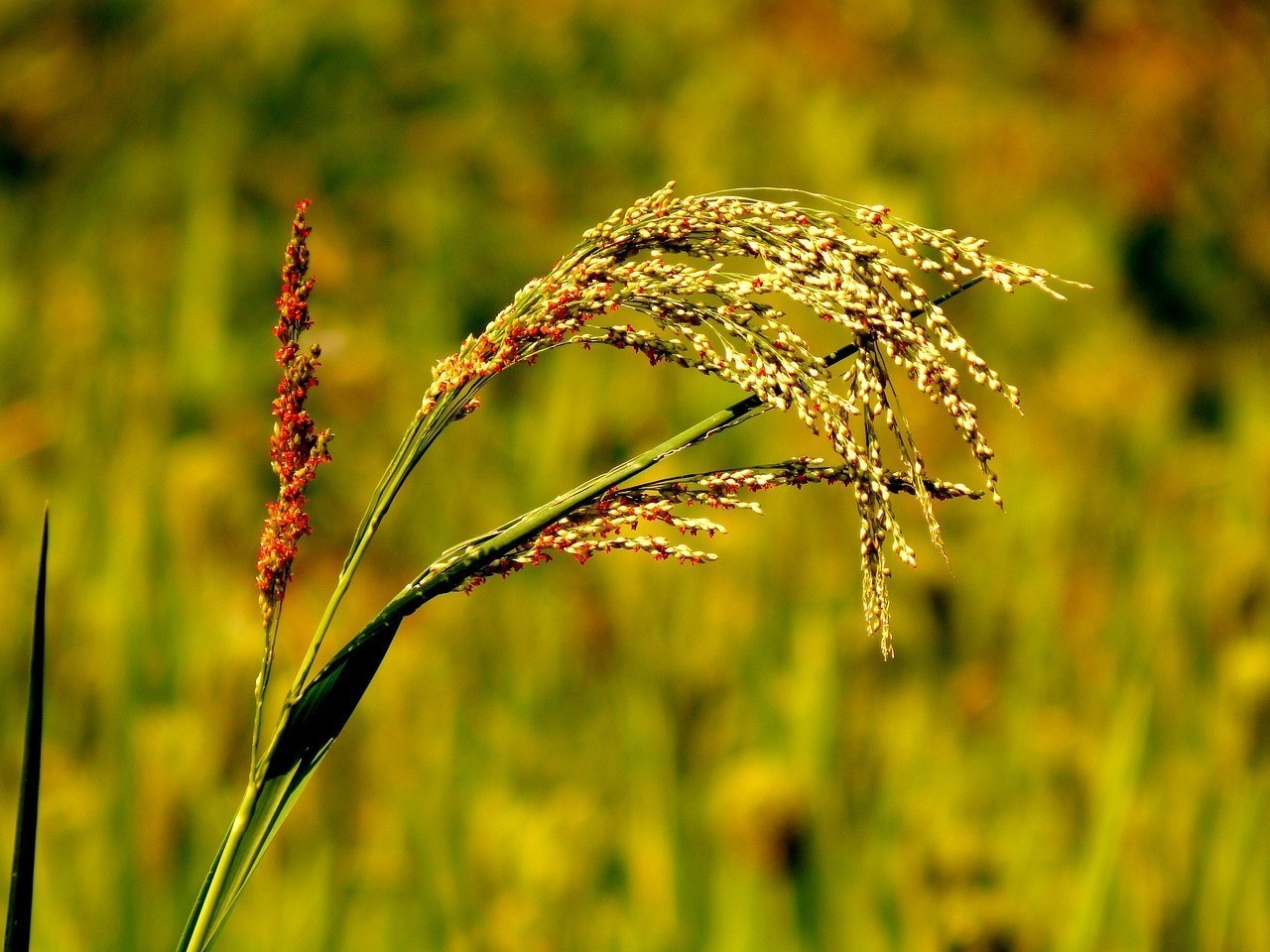 遜克縣花香鳥語(yǔ)生態(tài)植物園（遜克縣花香鳥語(yǔ)生態(tài)植物園在哪里）