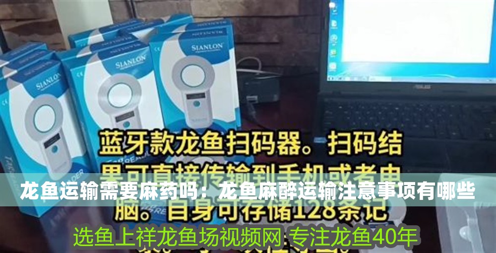 龍魚運輸需要麻藥嗎：龍魚麻醉運輸注意事項有哪些 龍魚運輸需要麻藥嗎：龍魚麻醉運輸注意事項有哪些 龍魚百科 第1張