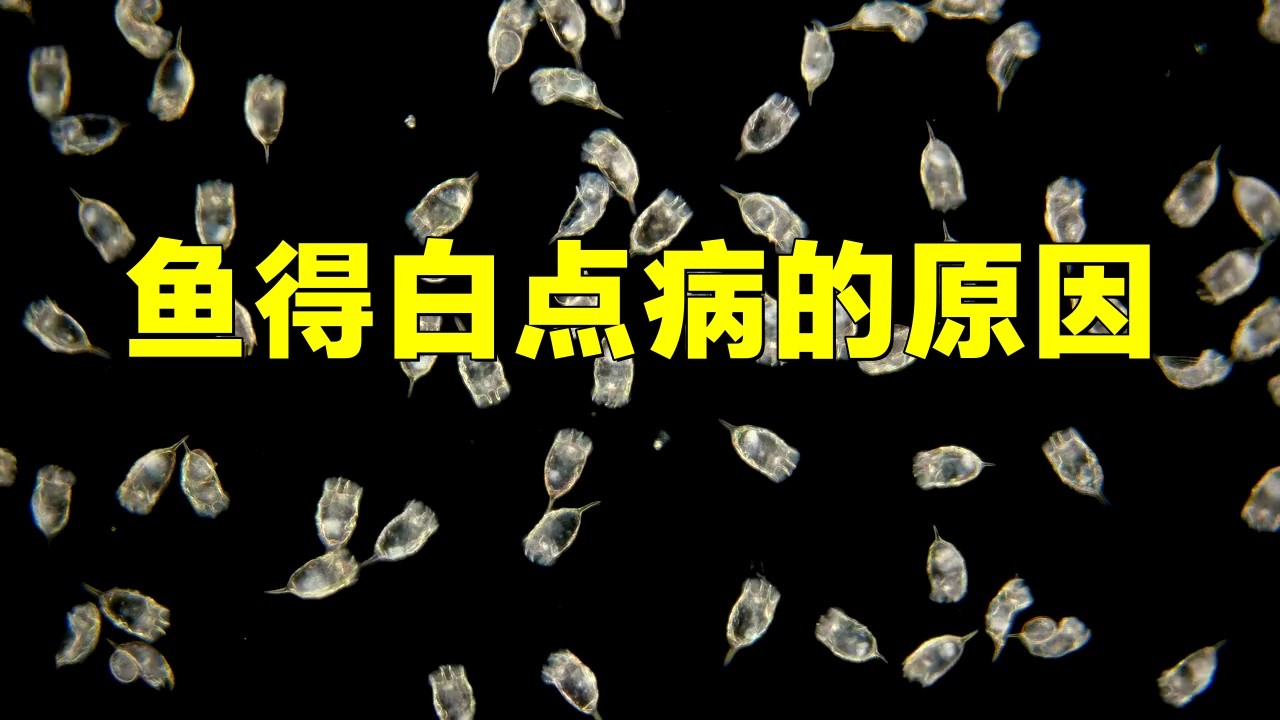 銀龍魚頭有白點(diǎn)是什么原因