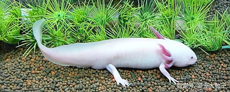 六角恐龍魚喂養時間
