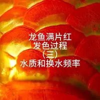 紅龍魚發色過程中需要換缸嗎？