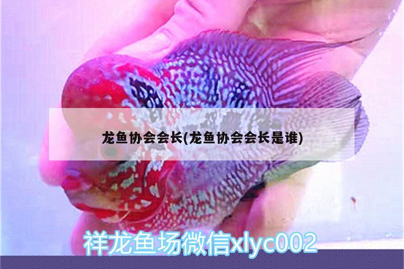 齊河縣格池森森祥龍水族店