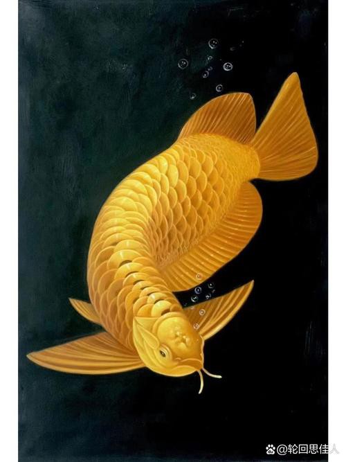 金龍魚屏保壁紙