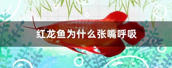 紅龍魚張嘴是怎么回事：紅龍魚張嘴可能有多種原因，主要包括以下幾個方面