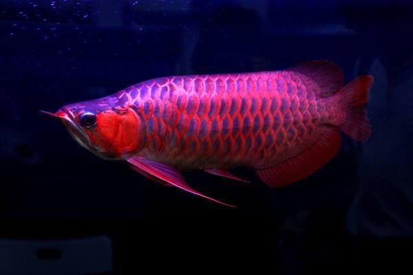 龍魚(yú)剛買(mǎi)回來(lái)幾天可以喂食：龍魚(yú)立鱗怎么判斷龍魚(yú)立鱗的嚴(yán)重程度