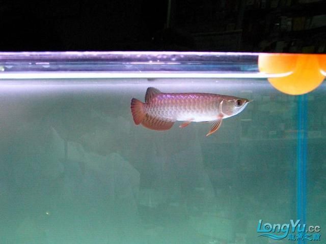 金龍魚黑缸還是白缸：選擇金龍魚的缸體顏色時黑缸和白缸都有各自的優缺點