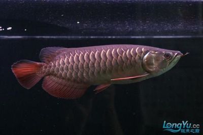 金龍魚黑缸還是白缸：選擇金龍魚的缸體顏色時黑缸和白缸都有各自的優缺點