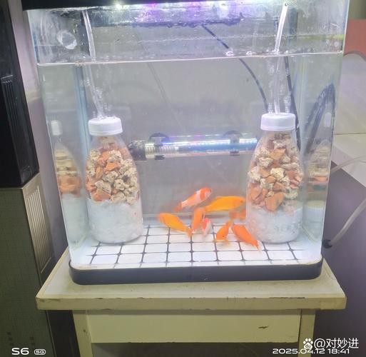 銀龍魚剛入缸趴底怎么辦 銀龍魚剛入缸趴底怎么辦 龍魚百科 第4張