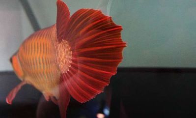 龍魚吃什么長最快最好養：龍魚吃什么長得快