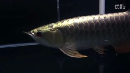 龍魚掉眼手術(shù)的詳細(xì)步驟和注意事項：龍魚掉眼手術(shù)怎么做