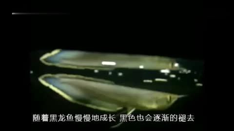 黑龍魚好養嗎？能長多大？：黑龍魚好養嗎，