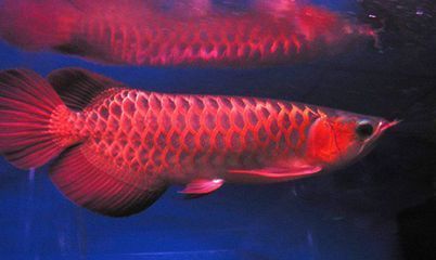 金龍魚(yú)底色不明顯（金龍魚(yú)底色不明顯的原因）