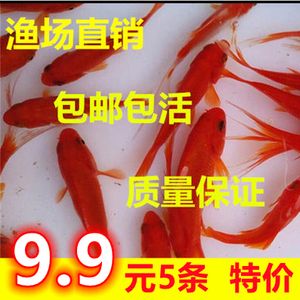 龍魚飼料魚 分開養(yǎng)嗎怎么養(yǎng)好：龍魚飼料魚分開養(yǎng)嗎