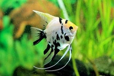 燕魚能和龍魚混養(yǎng)嗎（燕魚和龍魚可以混養(yǎng)嗎？）
