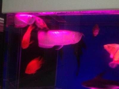 龍魚能與錦鯉混養(yǎng)嗎？：龍魚和錦鯉是不適合混養(yǎng)的，專業(yè)人士建議將它們分開飼養(yǎng)