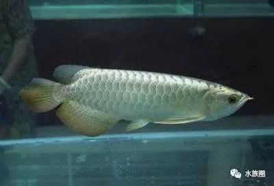 龍魚的飼養條件有哪些規定：龍魚的飼養條件有哪些，龍魚的飼養條件有哪些規定